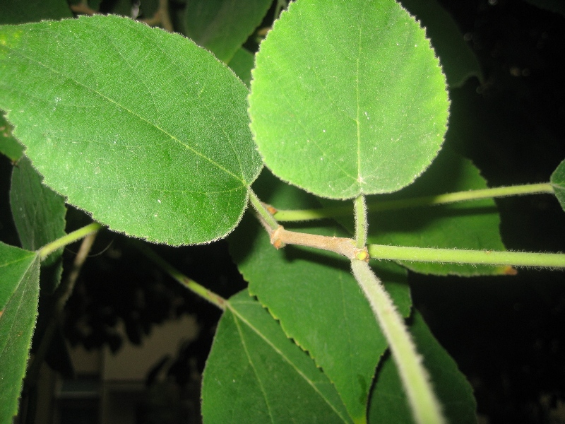 Broussonetia papyrifera.